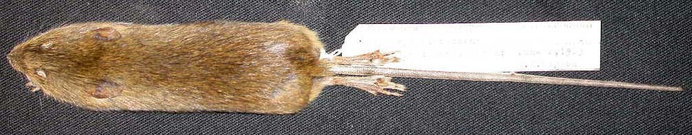 Oligoryzomys flavescens Vertebrate Collection UWSP